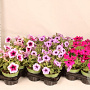 Petunia Divers GM P12