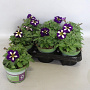 Petunia Lucky Lilac GM P12