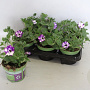 Petunia NightSky GM P12