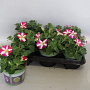 Petunia Pink Hearts GM P12