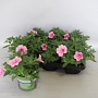 Petunia Pink Vein GM P12