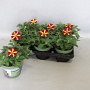 Petunia Queen of Hearts GM P12