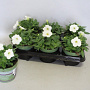 Petunia White GM P12