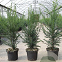 Taxus baccata 50-60 cm 3,0L