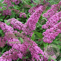 Buddleja d. 'Orchid Beauty' 40-60 cm 2,0L
