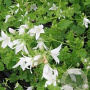 Campanula posch. 'Silberregen' GM P9