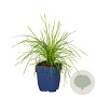 Deschampsia cespitosa GM  P11