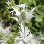 Eryngium giganteum 'Silver Ghost' GM P9