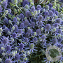 Eryngium pl. 'Blaukappe' GM P9
