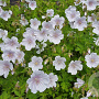 Geranium himalayense 'Derrick Cook' GM P9