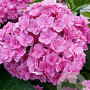 Hydrangea m. Together GM 3,0L leverbaar