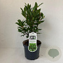 Laurus nobilis 35-40 cm 3,0L