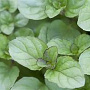 Mentha rot. 'Eau de Cologne' GM P9
