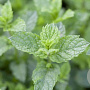 Mentha spicata 'Carmagnola' GM P9
