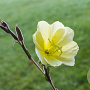 Oenothera stricta 'Sulphurea' GM P9
