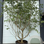 Chionanthus retusus 200-250 cm cont. 80L