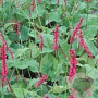 Persicaria a. 'Firedance' GM P9
