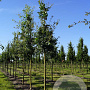 Quercus robur 20-25 HO draadkluit