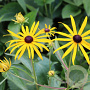 Rudbeckia fulgens 'Forever Gold' GM P9
