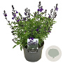 Salvia gr. Mirage Blue GM  P11