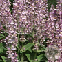 Salvia sclarea GM P9