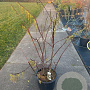 Stachyurus praecox 100-125 cm 20L
