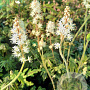 Tiarella 'Emerald Ellie' GM P9