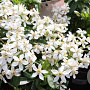 Choisya 'Aztec Pearl' 50-60 cm 20L