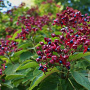 Clerodendrum trichotomum fargesii 200-250 cm 35L