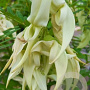 Clianthus puniceus 'White Heron' 175-200 cm 20L 3 stok