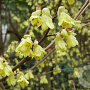 Corylopsis pauciflora 100-125 cm 20L