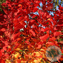 Cotinus cog. Flamissio 150-175 cm 20L