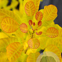 Cotinus cog. Golden Lady 175-200 cm 50L
