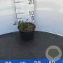 Cotoneaster lacteus 150-175 cm 20L 3 stok