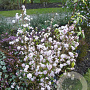 Daphne bholua 'Alba' 60-80 cm 20L