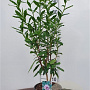 Daphne bholua 'Jacqueline Postill' 80-100 cm 20L