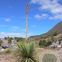 Dasylirion serratifolium 80-100 cm 35L