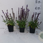 Salvia nem. 'Ostfriesland' GM P9