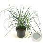 Calamagrostis brachytricha GM 2,0L