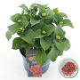 Hydrangea m. Fire Wings 25-30 cm 3,5L