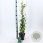 Trachelospermum jasminoides 60-70 cm 2,0L met stok