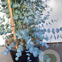 Eucalyptus gunnii 200-250 cm 20L