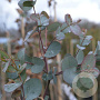 Eucalyptus gunnii Silverana 200-250 cm 20L