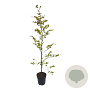 Fagus sylvatica 125-150 cm 4,5L