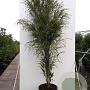 Frangula alnus Fine Line 175-200 cm 20L
