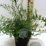 Spiraea arguta 30-40 cm 3,0L