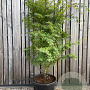 Acer palmatum 200-250 cm cont. 70L meerstammig