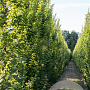 Carpinus bet. 'Lucas' 20-25 HO cont. 230L scherm 170 cm stam