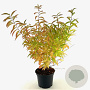 Prunus glandulosa 'Alba Plena' 30-40 cm 3,0L