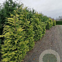 Chamaecyparis l. 'Ivonne' 225-250 cm met kluit